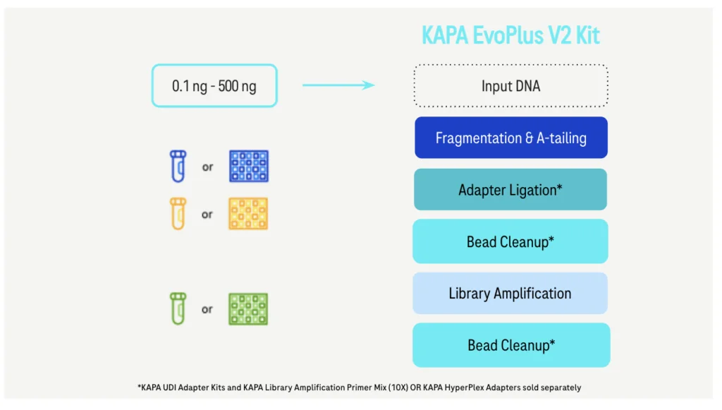 KAPA EvoPlus V2 Workflow