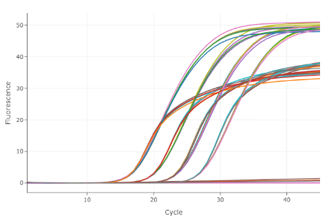 Duplex qPCR amplification reaction on the LightCycler ® PRO Instrument